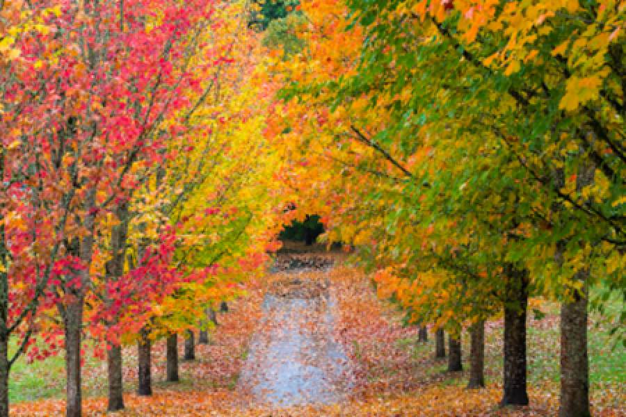 Fall trees